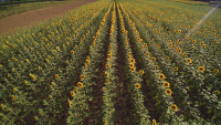 I girasoli del Collio